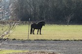 Pasture-pony 0169 small.jpg
